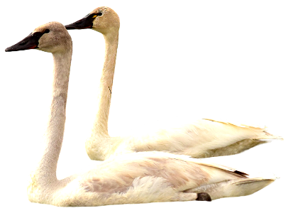 A juvenille cygnet trumpeter swan front left and an adult tundra swan rear right