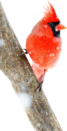 Northern cardinal