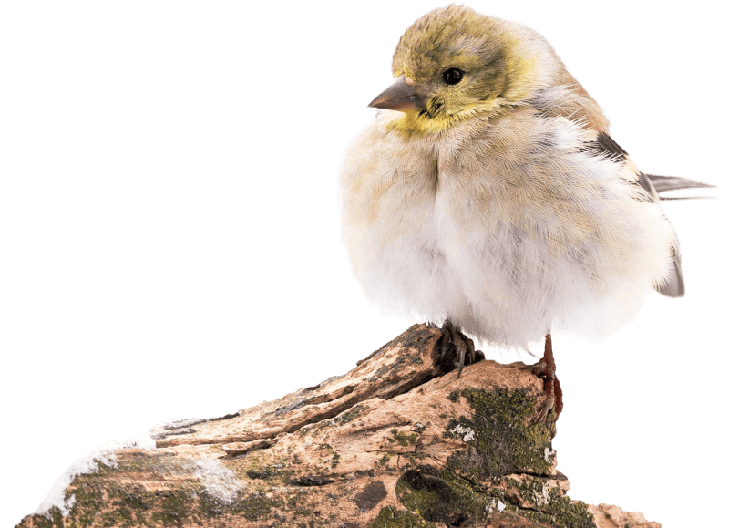 American goldfinch