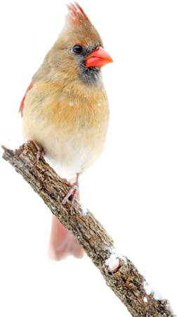 Northern cardinal