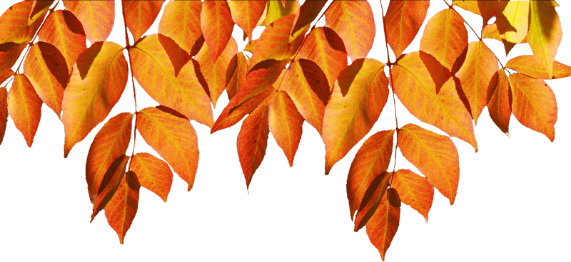 Leaves fall color color