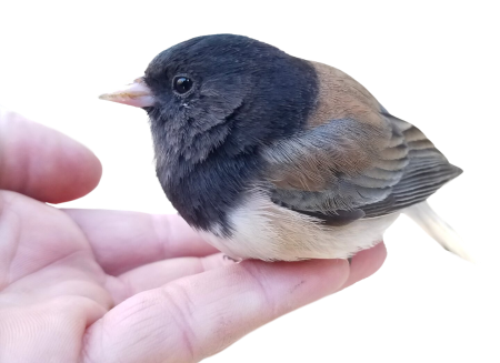 Junco wildlife nature
