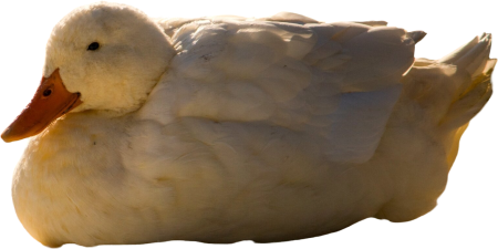 Winter bird sunny