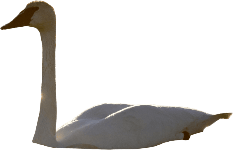 Trumpeter swan