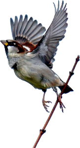 Sparrow bird wing
