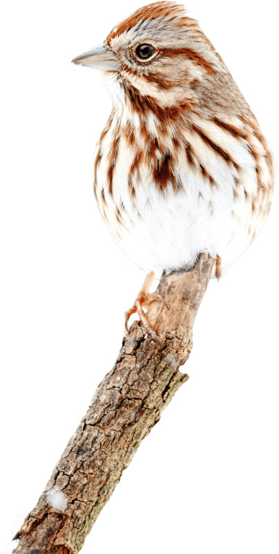 Song sparrow