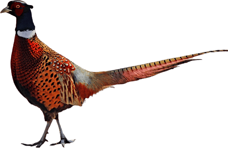 Ring necked pheasant