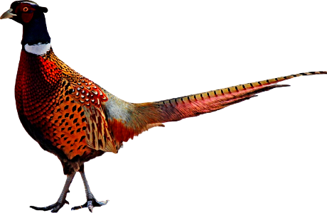 Ring necked pheasant