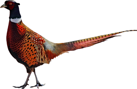 Ring necked pheasant