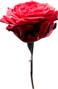 Red rose rose blooms blossom