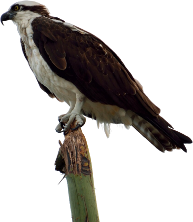 Nature prey animal
