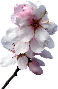 Almond blossom