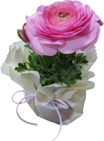 Anemones