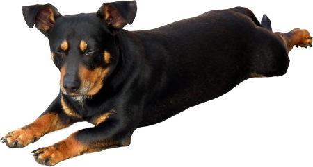 Animal