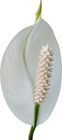 Anthurium