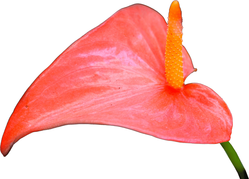 Anthurium