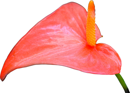 Anthurium