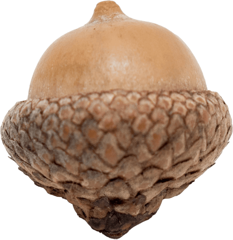 Acorn