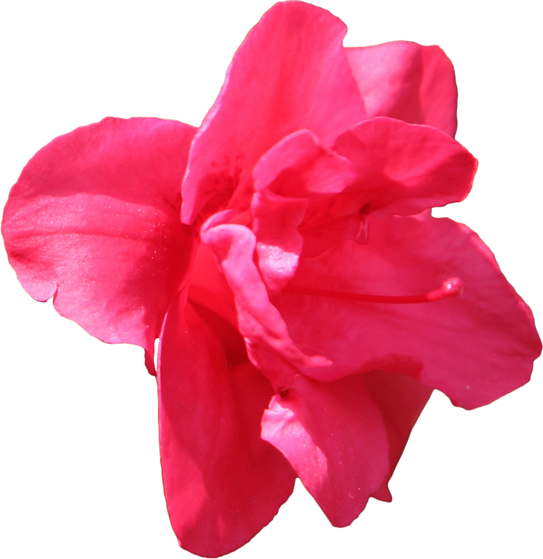 Azalea