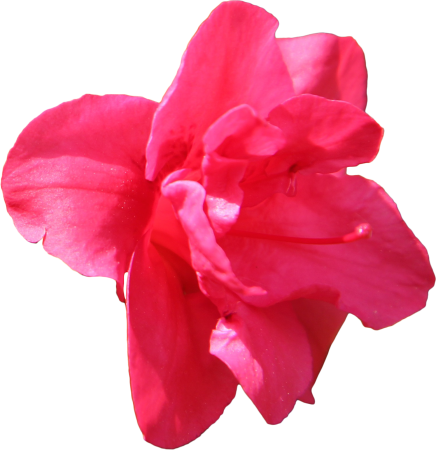 Azalea