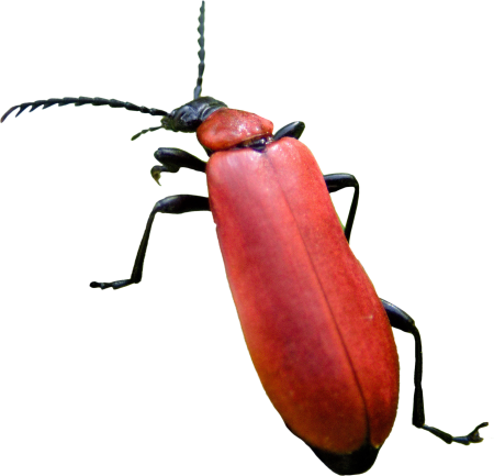 Beetle