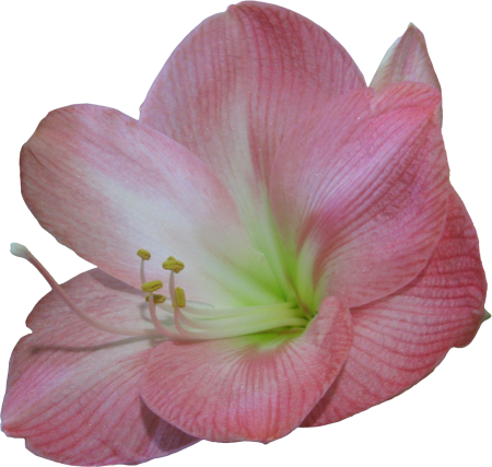 Blossom