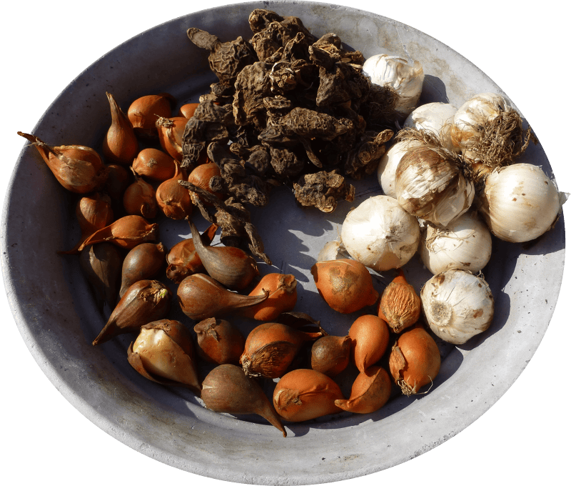 Bulbs