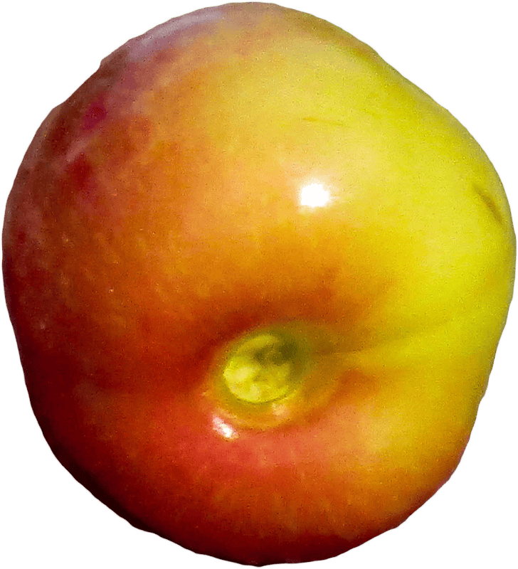 Cherry