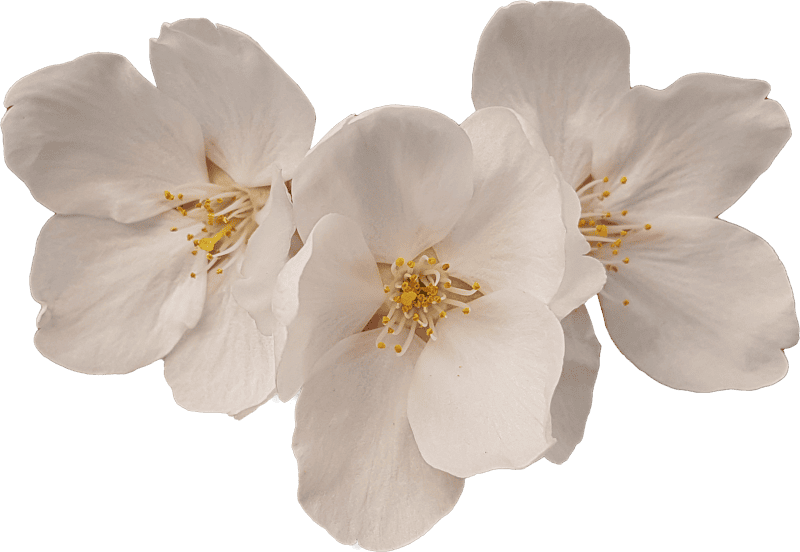 Cherry blossom
