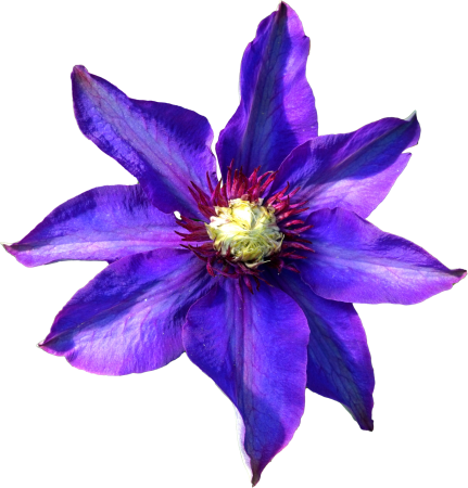 Clematis