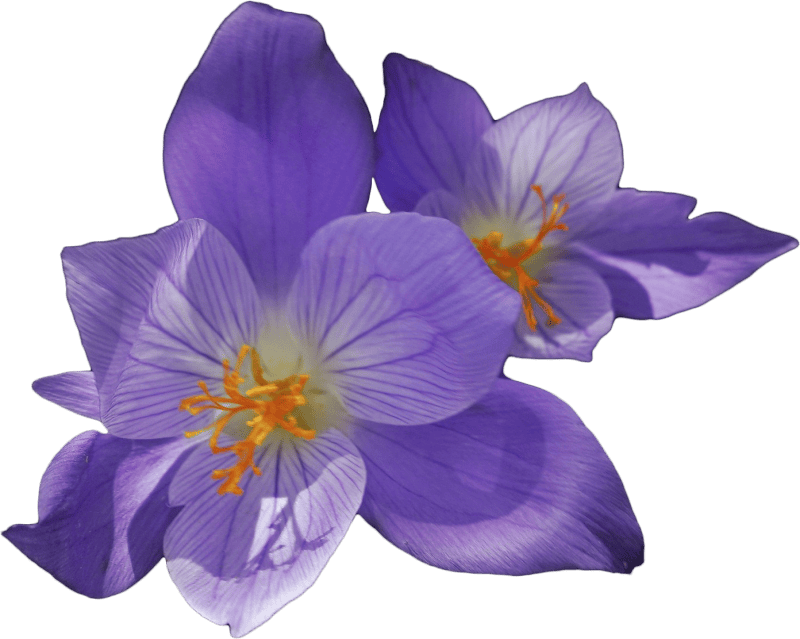 Crocus