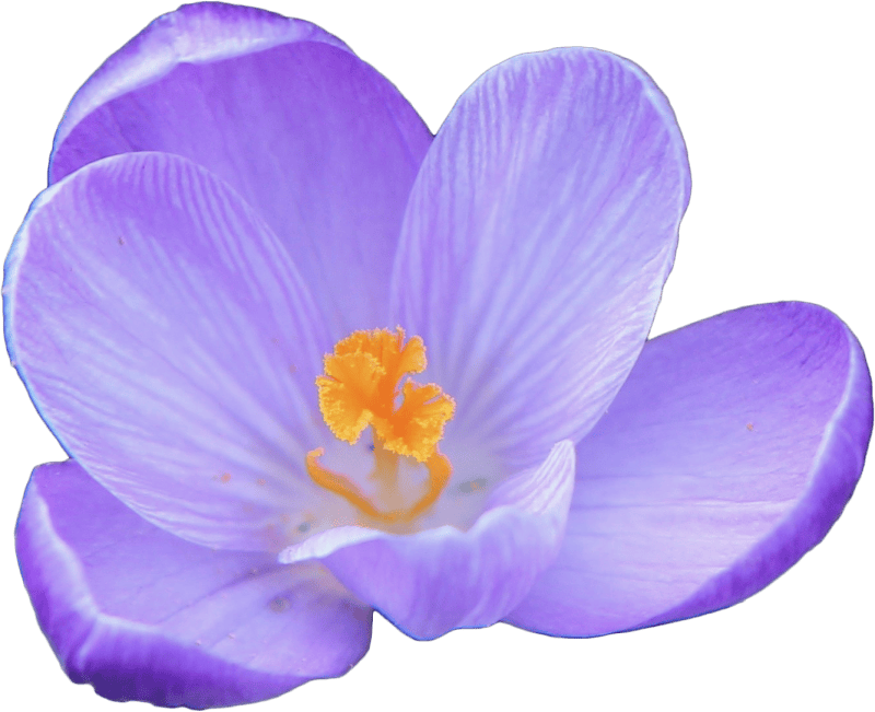 Crocus