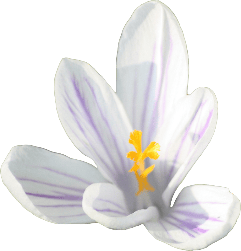 Crocus