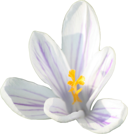 Crocus