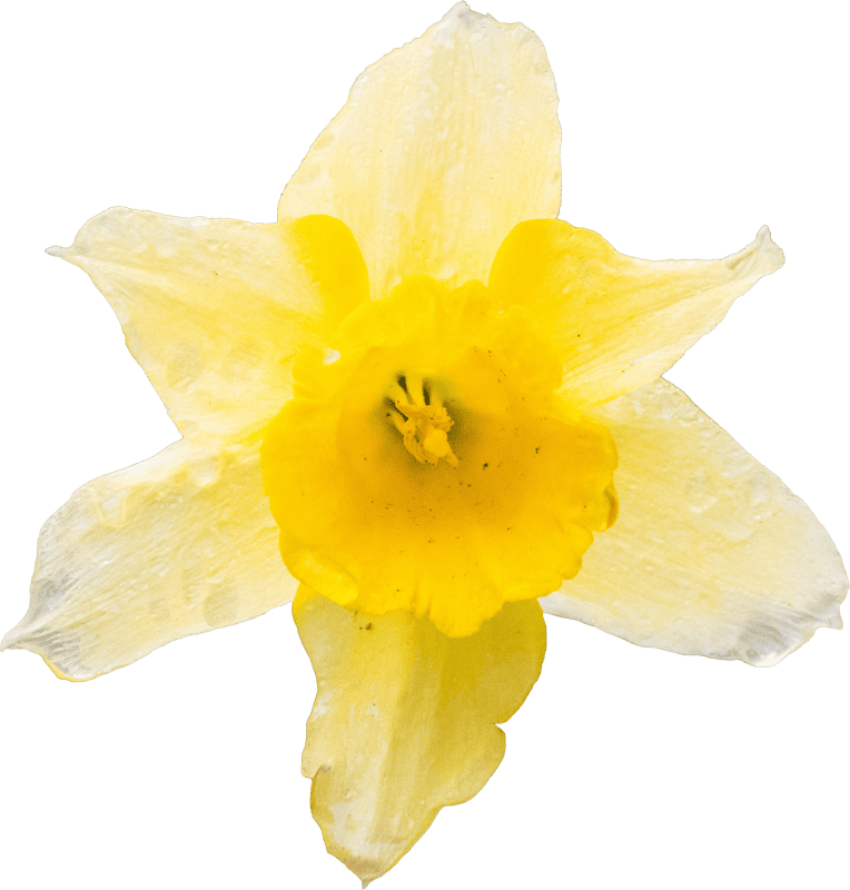 Daffodil