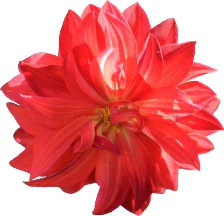 Dahlia