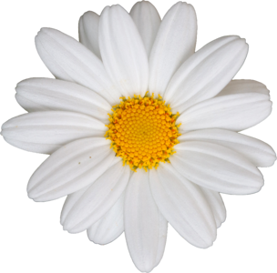 Daisy