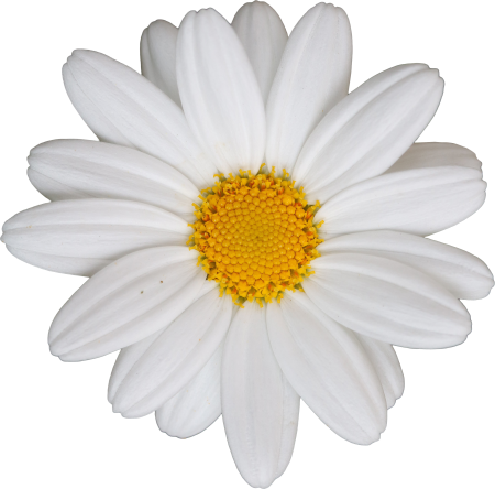 Daisy