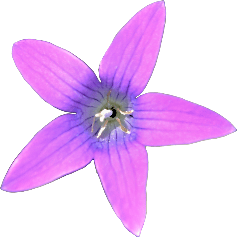 Field bloom