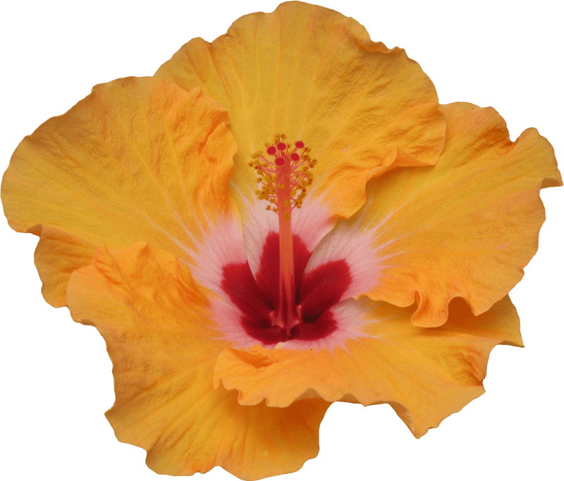 Flora