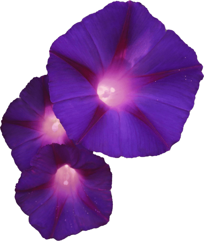 Flora