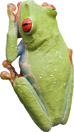 Frog