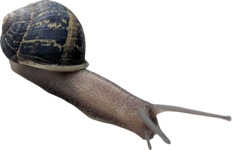 Garden snail