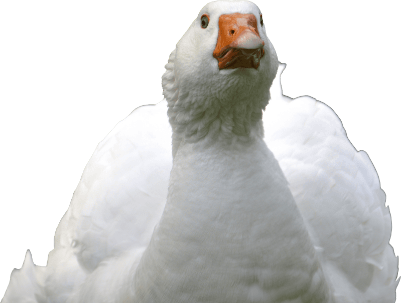 Goose