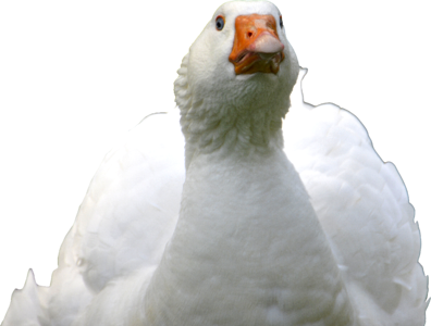 Goose