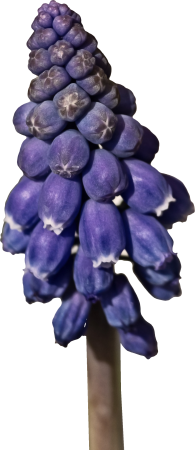 Grape hyacinth