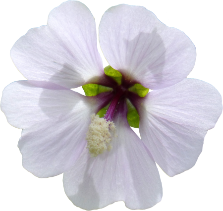 Hibiscus syriacus