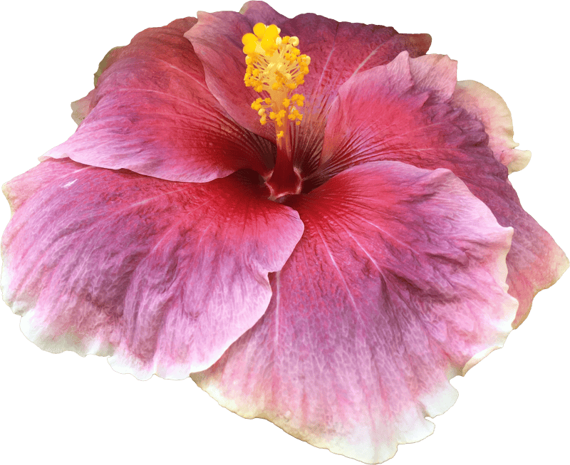 Ibisco pink