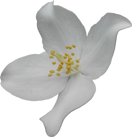 Jasmine