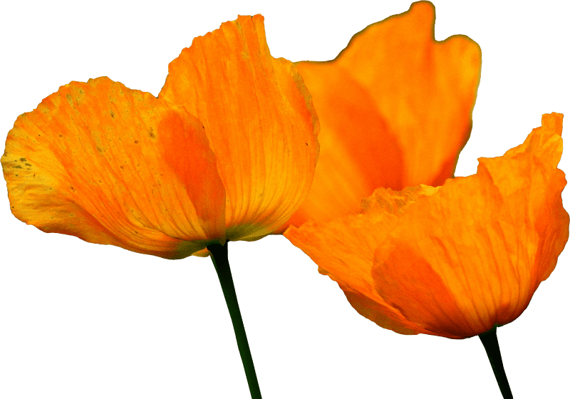 Klatschmohn